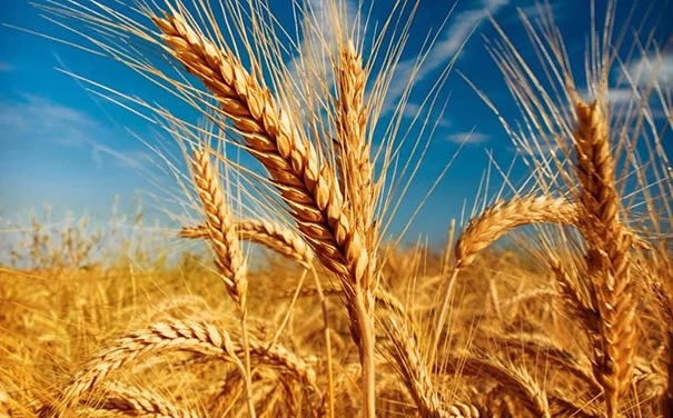 立邦、三棵樹、亞士、嘉寶莉等爭(zhēng)相追求國家